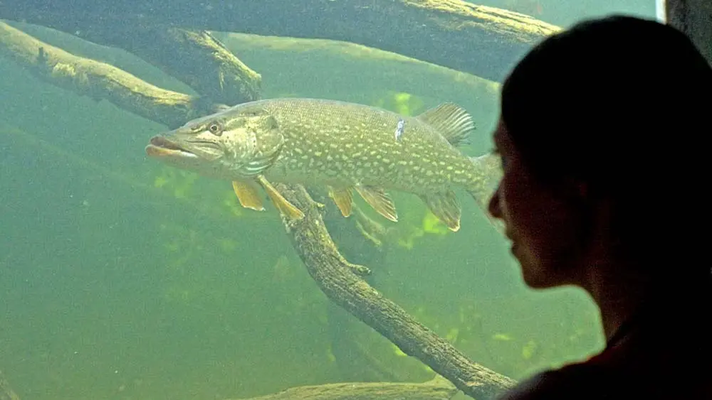 Unterwasserstation im Wildgarten von Furth im Wald