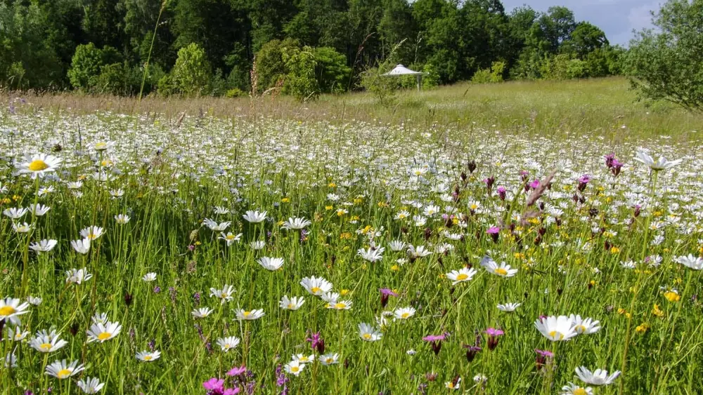 Botanischer Garten Ulm