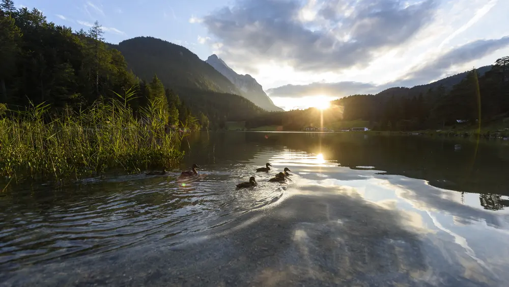 Entenfamilie am Lautersee bei Mittenwald