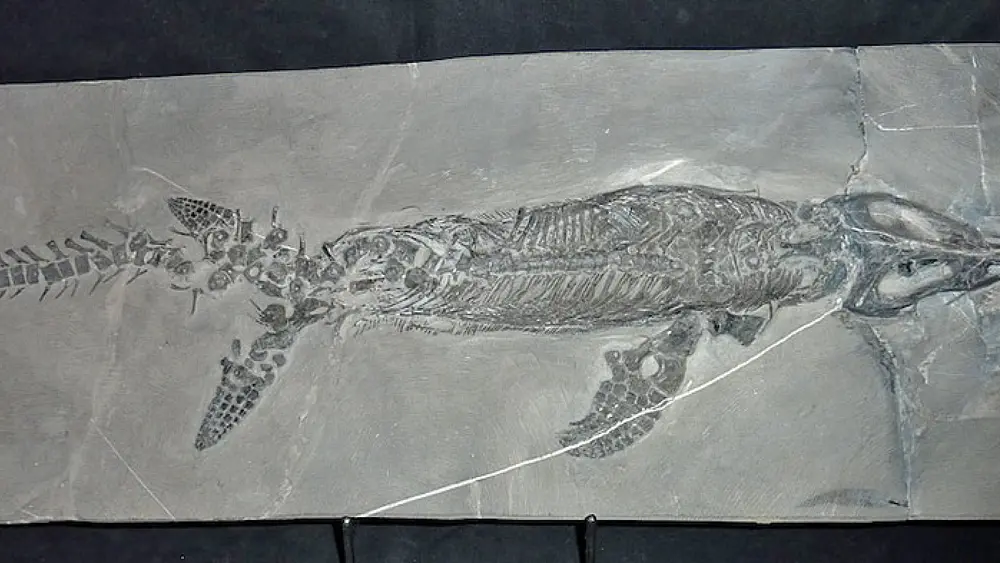 Fossiler Mixosaurus am Monte San Giorgio bei Lugano