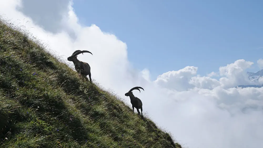 Eine Steinbock-Kolonie mit 170 Tieren lebt auf dem Rothorn