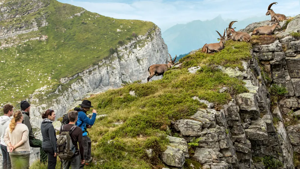 Wanderer beobachten Steinböcke am Niederhorn