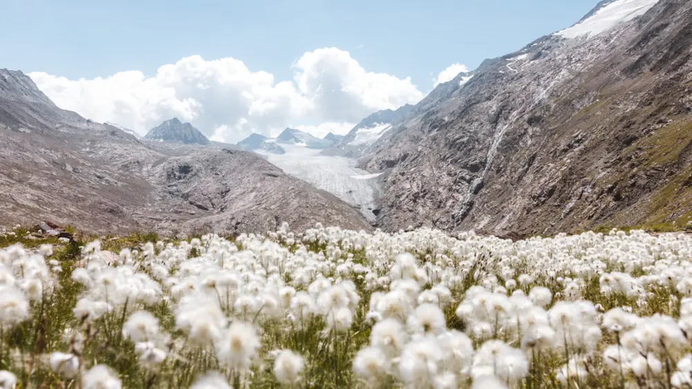 Blick auf den Gurgler Ferner im Sommer