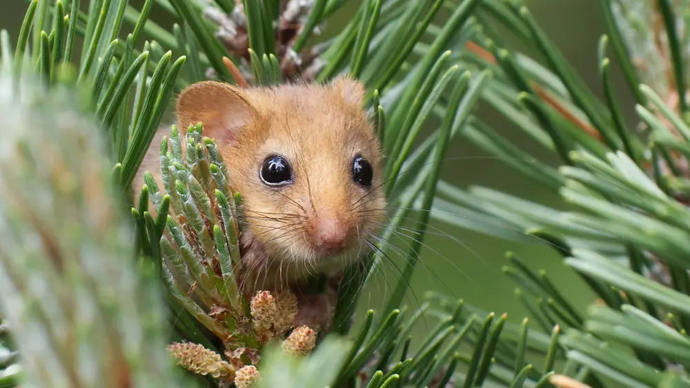 Die Haselmaus – eine der vier Ötztaler Bilcharten