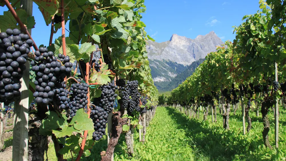 Blick durch den Weinberg auf die Berge in der Bündner Herrschaft