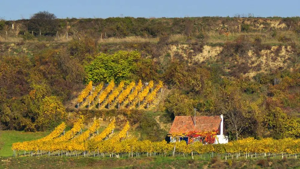 Blick auf einen Weingarten bei Kirchberg am Höhenzug Wagram