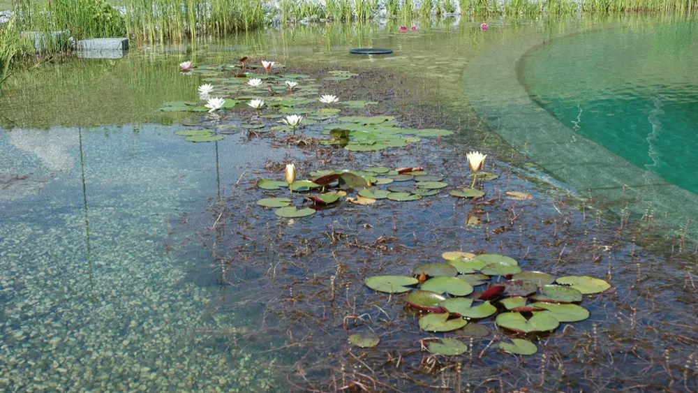 Pflanzen am Reinigungsrand des Biosees Monclassico