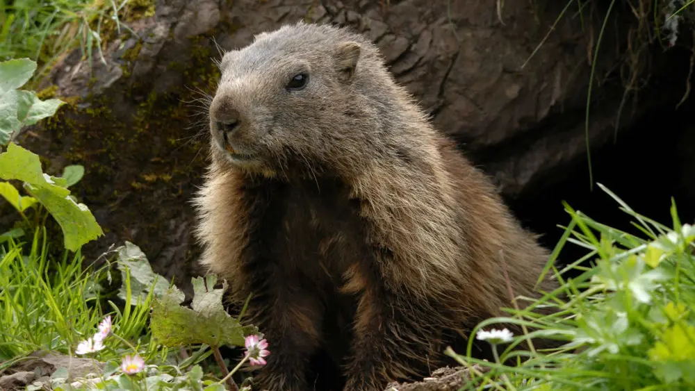 Ein Murmeltier am Fellhorn bei Oberstdorf