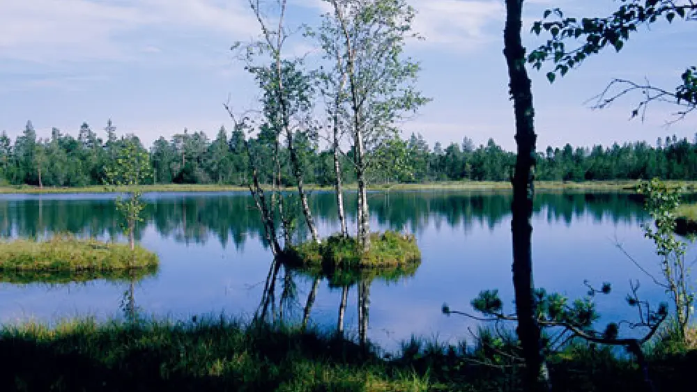 Wildseemoor