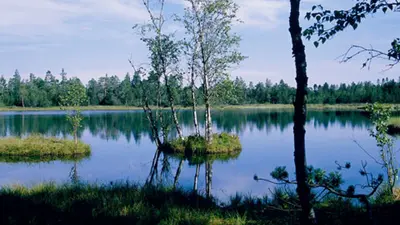 Wildsee und Wildseemoor auf dem Kaltenbronn