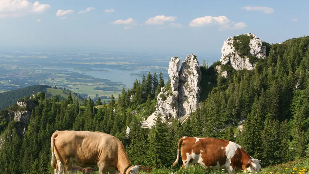 Kühe auf der Almwiese