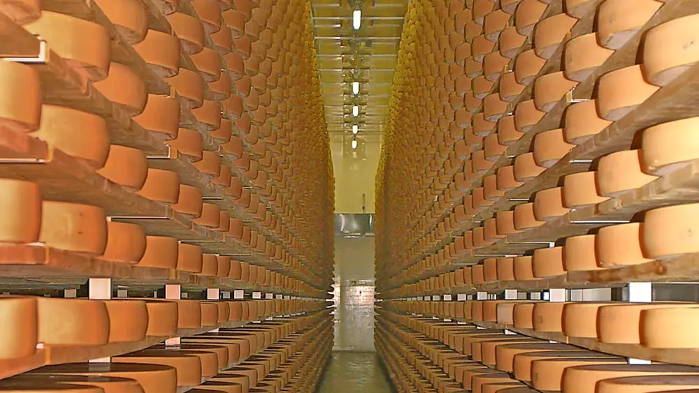 Zahlreiche Käselaiber in einem Käsekeller der KäseStrasse Bregenzerwald