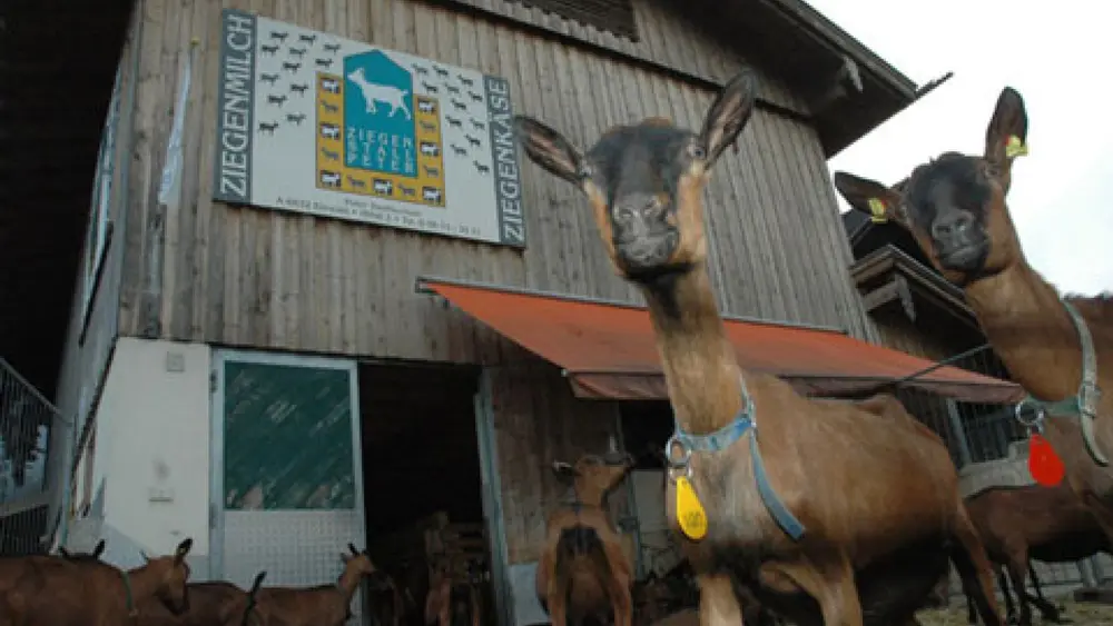 Ziegen vor dem Ziegenpeter Hof in Ehrwald