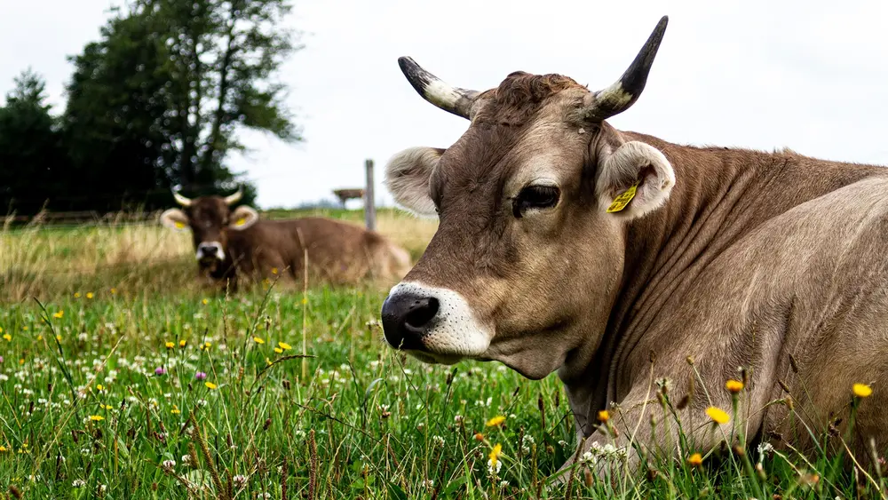 Tolle Produkte von Heumilchkühen