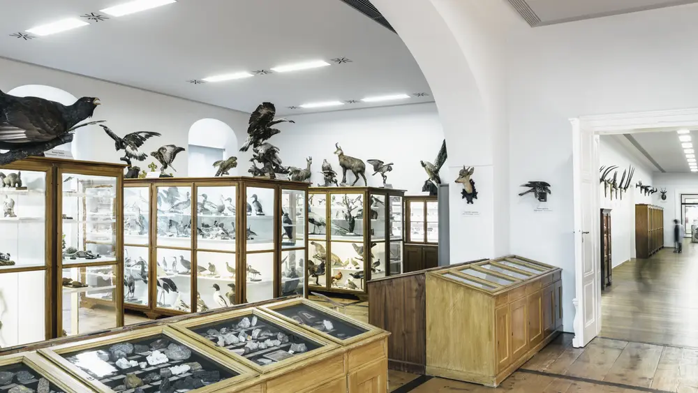 Vitrinen im Naturhistorischen Museum im Stift Admont