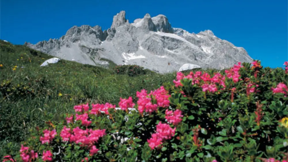Alpenrosen mit drei Türmen