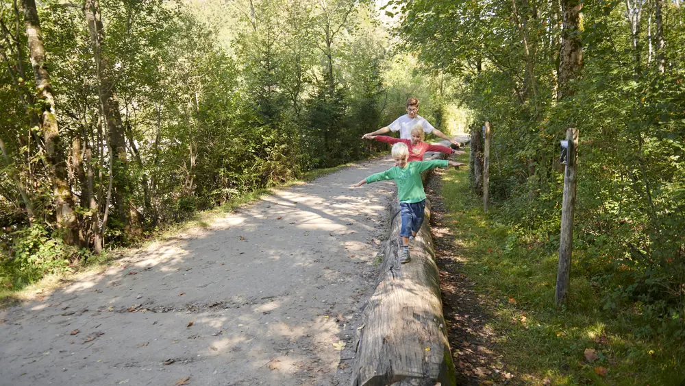 Auf dem Auwaldpfad finden Kinder einen Balancier-Baum