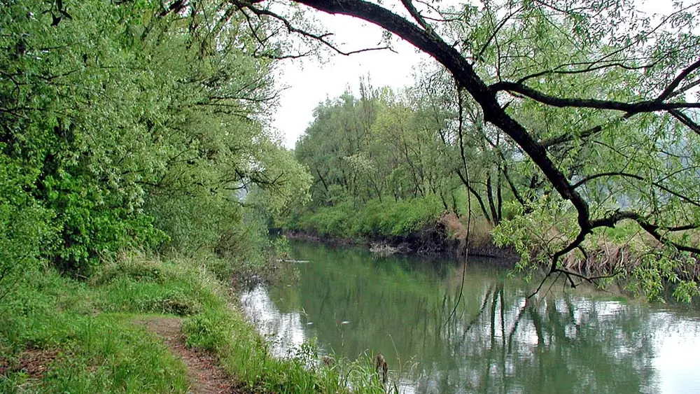 Der Alte Rhein bei Höchst