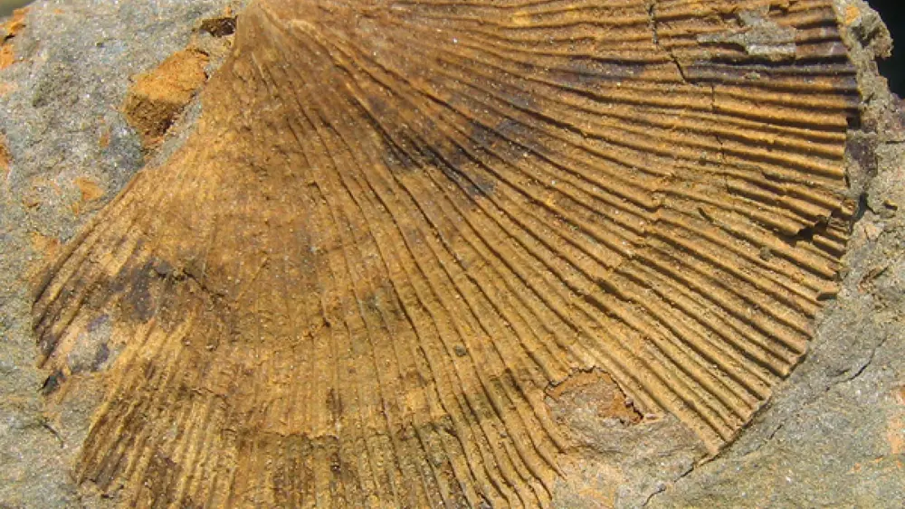 Schalenabdruck eines Brachiopoden im GeoPark Karnische Alpen