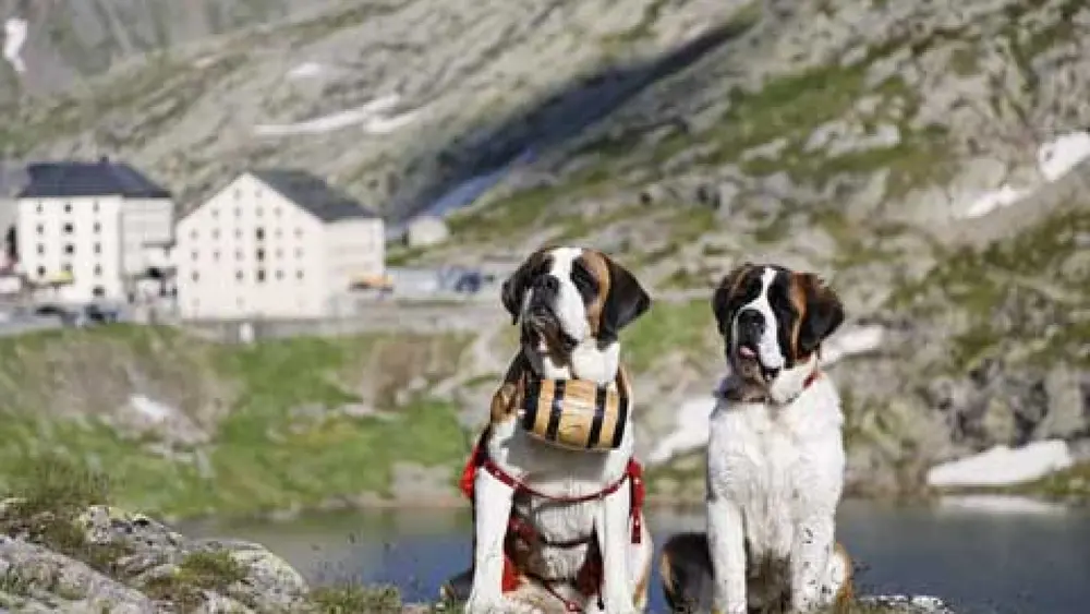 Großer St. Bernhard: Ausflug auf den Pass