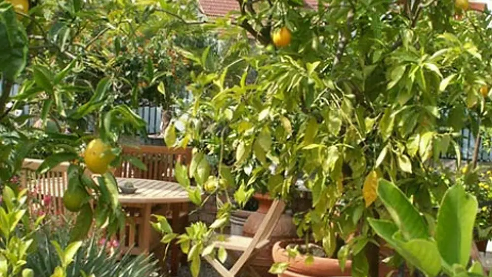 Zitrus-Garten, Faak am See