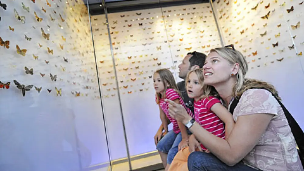 Schmetterlinge in der Ausstellung des Liechtensteinischen Landesmuseums in Vaduz