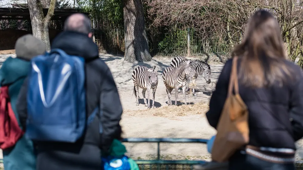 Besucher vor dem Zebragehege im Zoo Basel