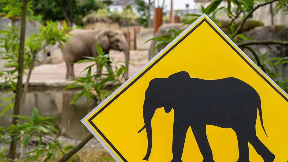 Elefanten im Baseler Zoo
