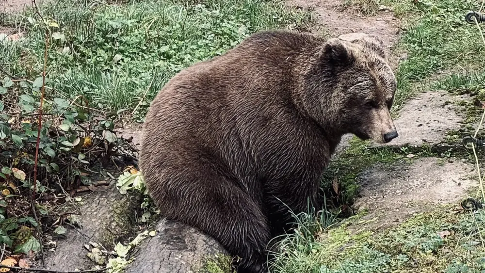Unterwegs im Bärenbark bei Bad Rippoldsau-Schapbach
