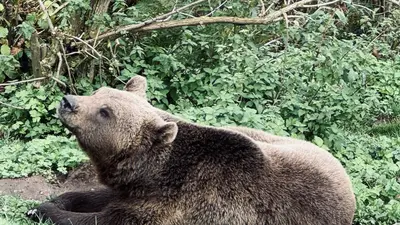Wolf- und Bärenpark Schwarzwald
