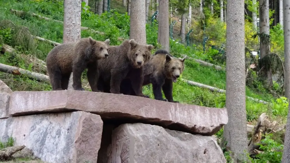 Bärenwelpen im Alternativen Wolf- und Bärenpark Schwarzwald