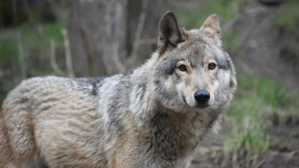 Wolf im Alternativen Wolf- und Bärenpark Schwarzwald