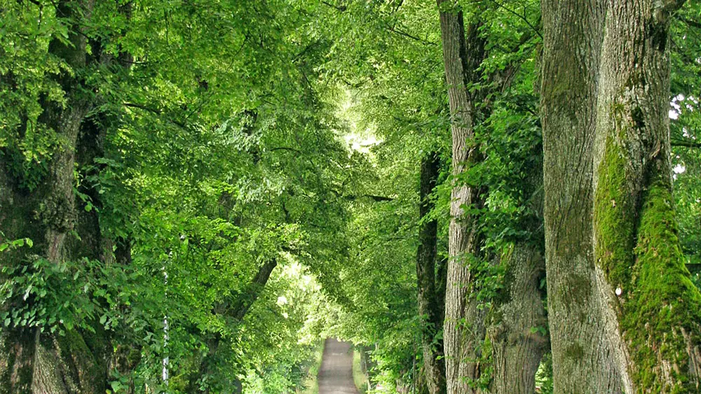 Blick in die Kurfürstenallee in Marktoberdorf