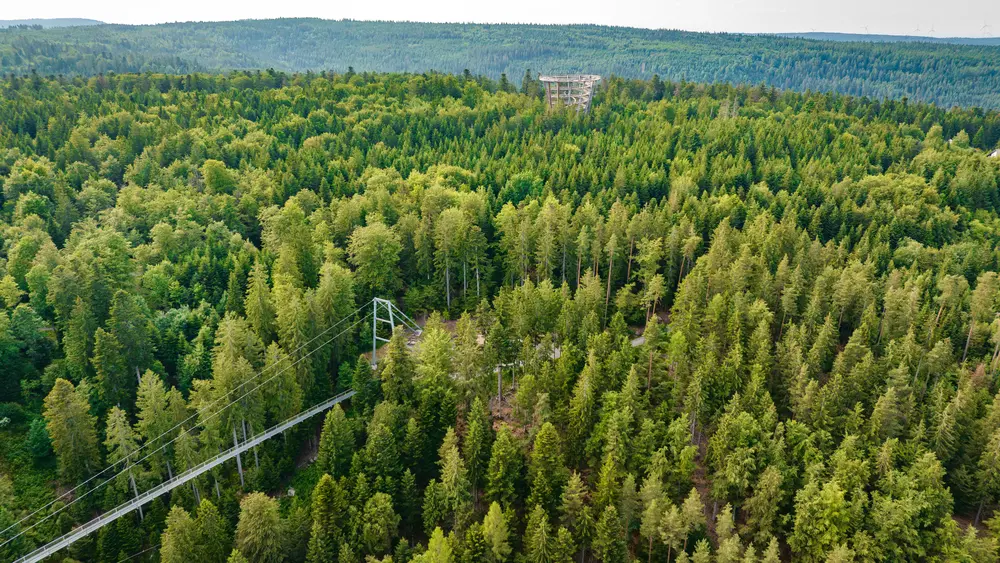 Blick auf die Hängebrücke WILDLINE und den Aussichtsturm