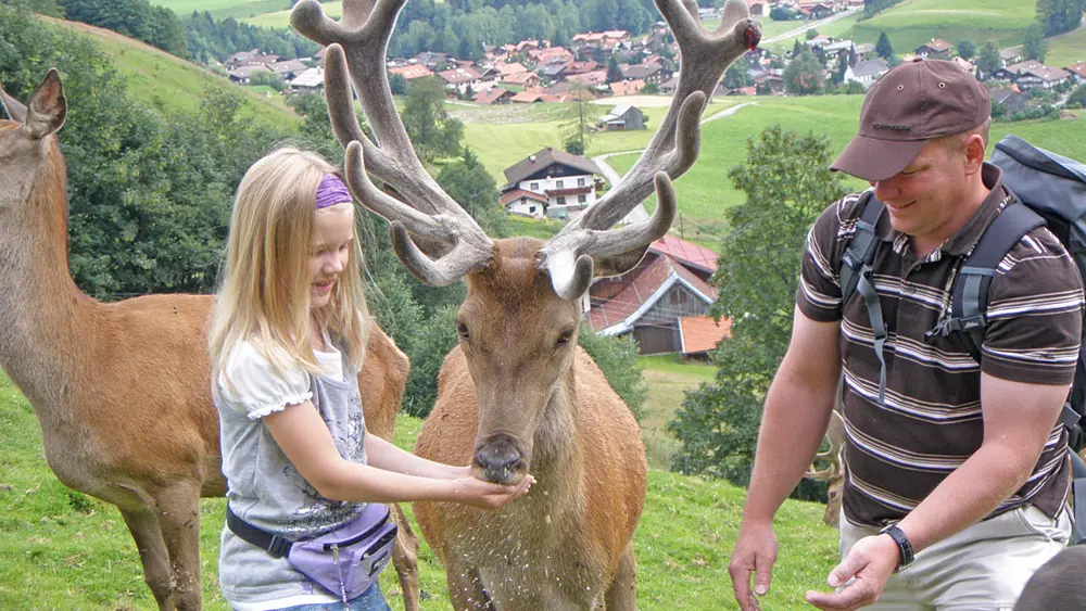 Wildfütterung im Alpenwildpark Obermaiselstein