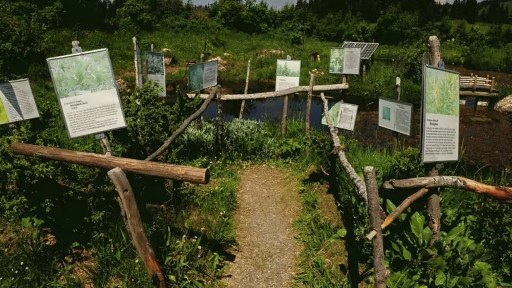 Blick in den Kräutergarten auf der Alpe Hörmoos