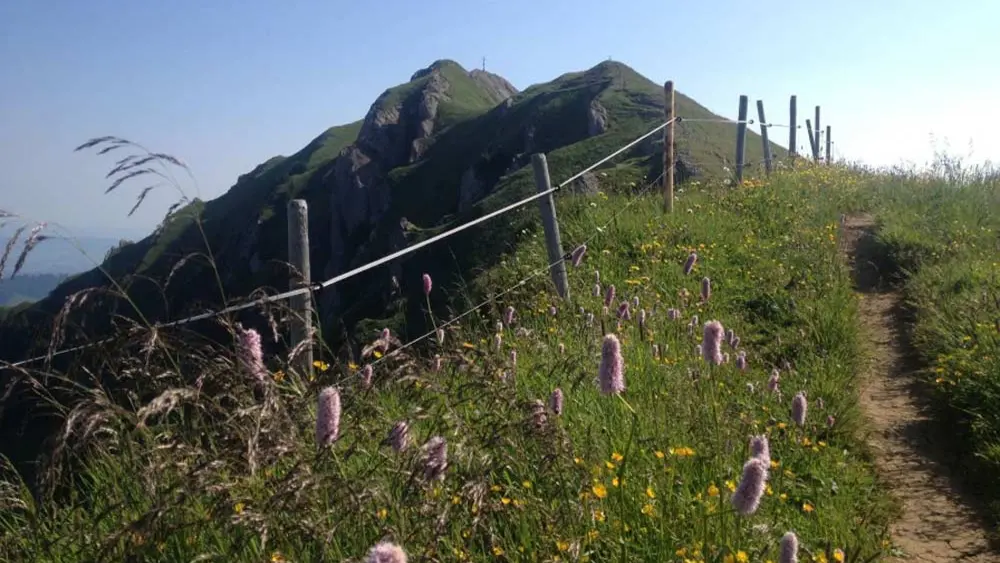 Blick zum Berg Rindalphorn