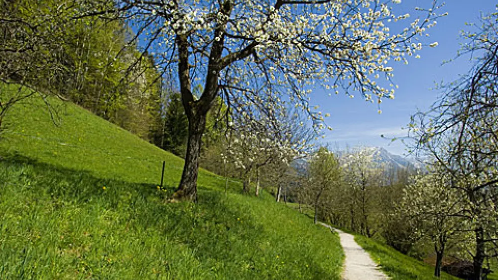 Blick auf den Sunnseitweg bei der Söller Sinnesrunde