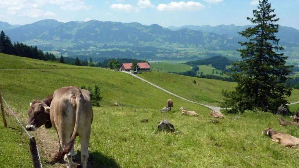 Grasende Kühe und ein Panoramablick auf dem Erlebnisweg Alpenstadt in Sonthofen