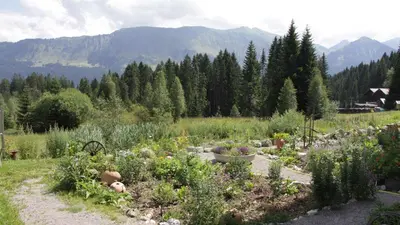 Alpenkräutergarten