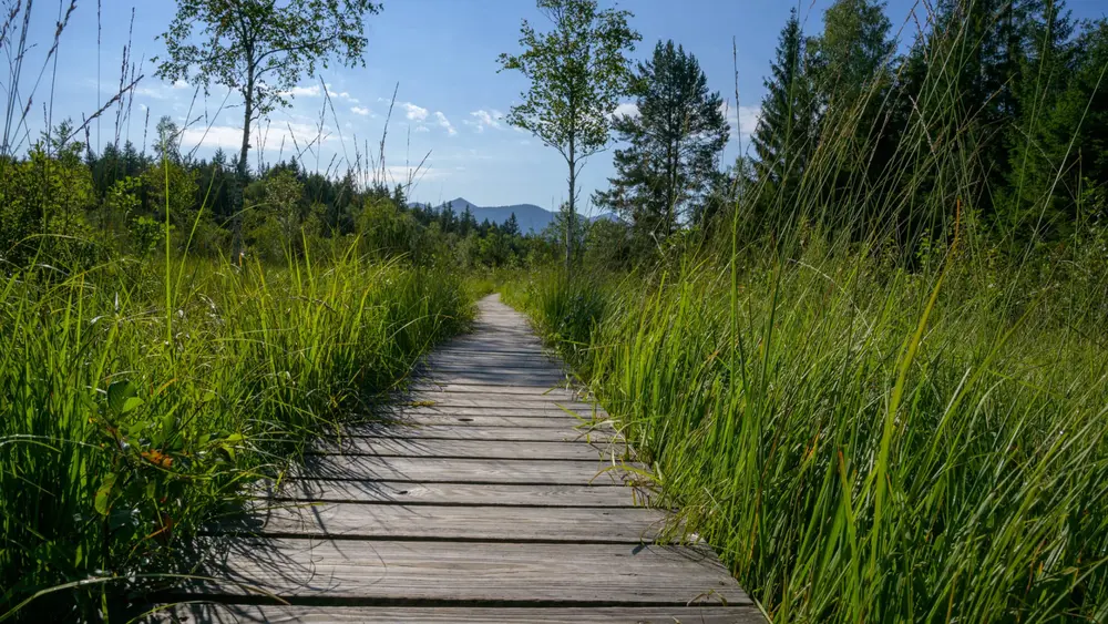 Murnauer Moos Bohlenweg