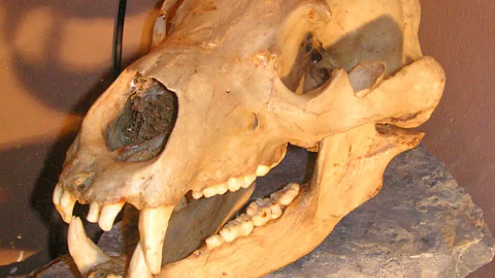Der Braunbärschädel im Höhlenmuseum