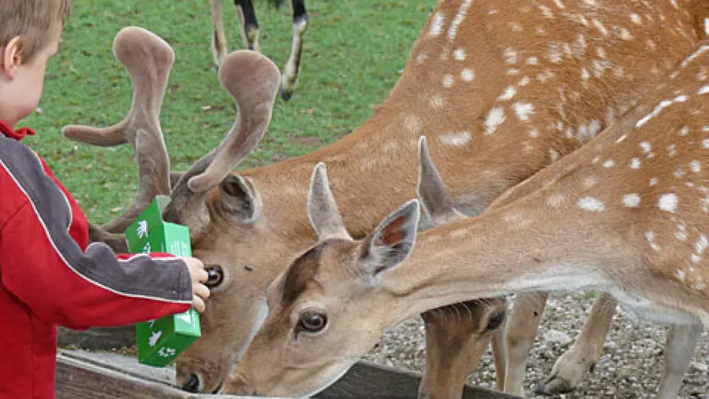 Junge bei der Wildfütterung im BergTierPark Blindham