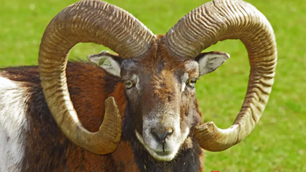 BergTierPark Blindham
