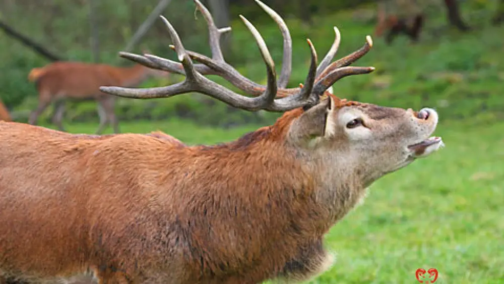 Hirsch im BergTierPark