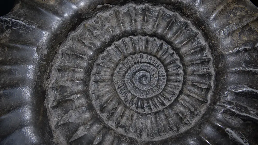 Ammonit Schwarzer Jura