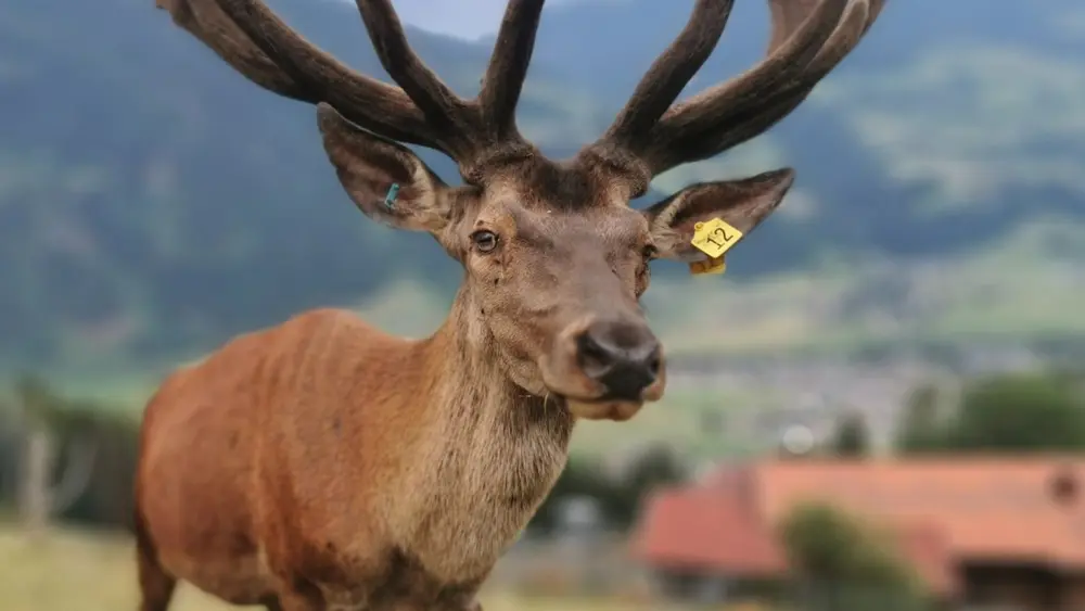 Hirsch beim Murmelland