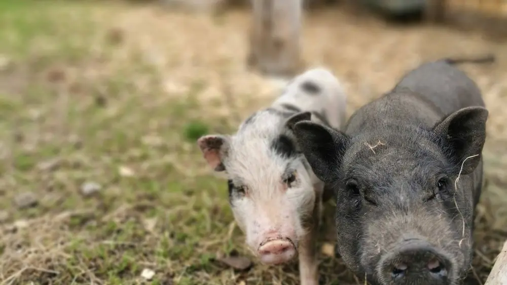 Beim Murmelland finden Gäste im Streichelzoo viele Tiere