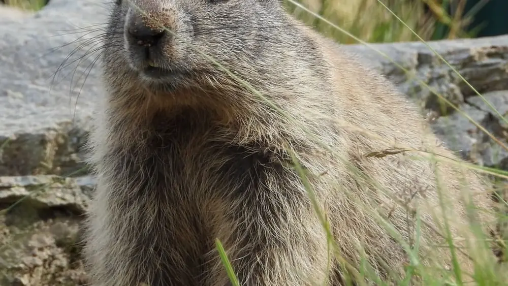 Murmeltier im Murmelland