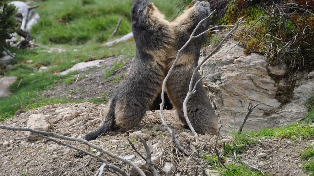 Murmeltiere im Murmelland